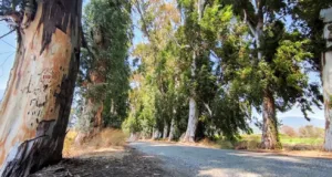 Muğla’nın Romantik Kalbi: Aşıklar Yolu