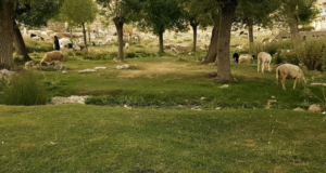 Fethiye Gökben Mahallesi: Haritalı Yol Tarifli