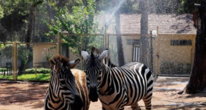 Antalya Doğal Yaşam Parkı: Hayvanlar Alemi