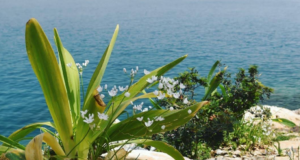 Oruç Reis Merdivenli Koy: Doğayla Baş Başa Bir Tatil Deneyimi