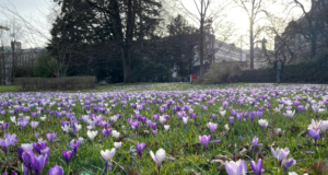 Arboretum Zürih: Zürih Gölü Kıyısında Doğa ile Baş Başa Bir Kaçış Noktası
