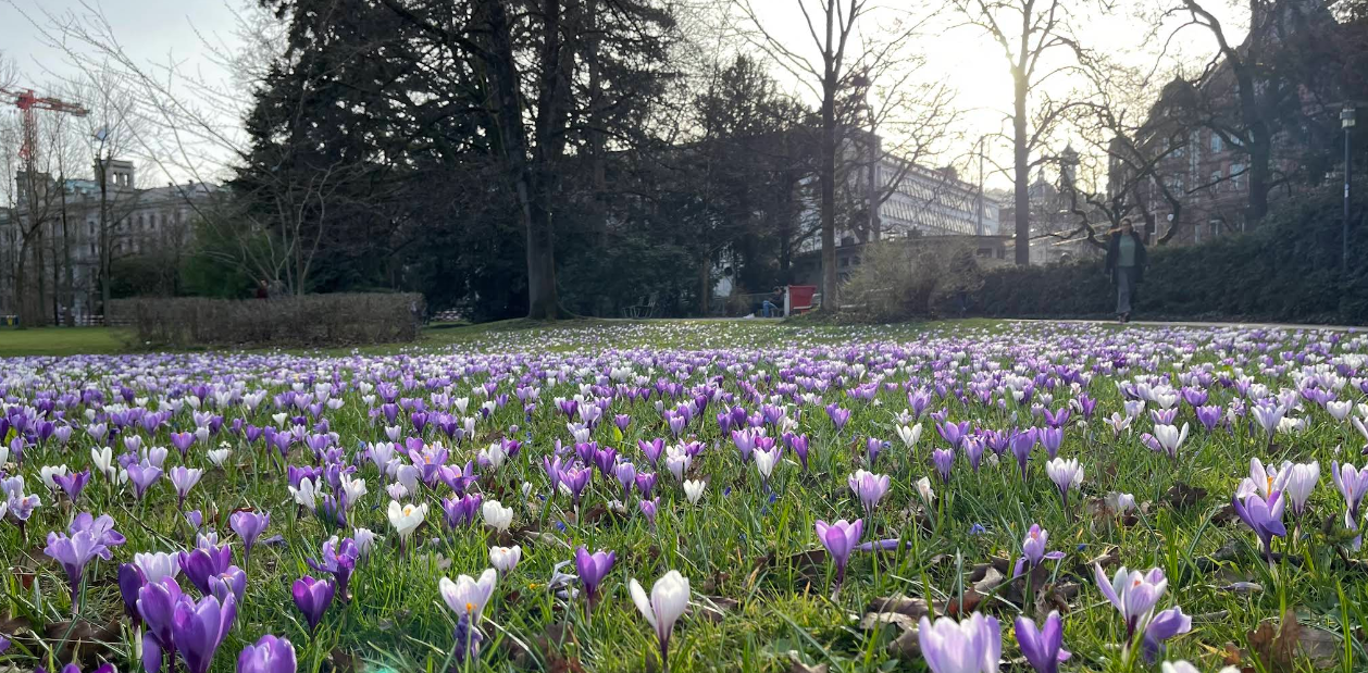 Arboretum Zürih: Zürih Gölü Kıyısında Doğa ile Baş Başa Bir Kaçış Noktası