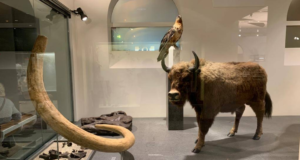 Natural History Museum of the University of Zurich – Zürih’in Doğal Mirasına Açılan Kapı