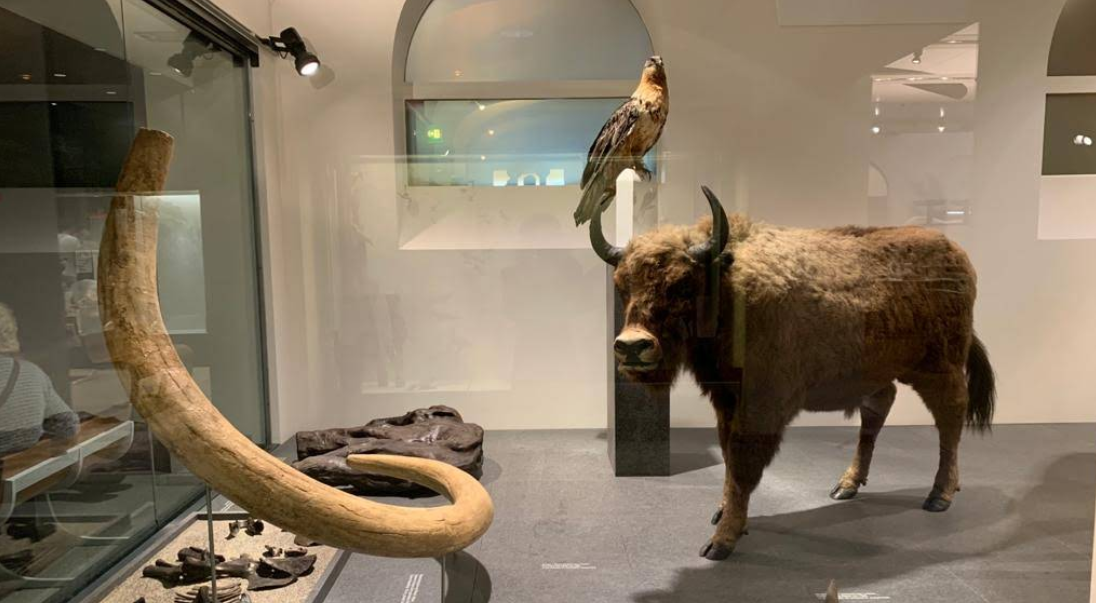 Natural History Museum of the University of Zurich – Zürih’in Doğal Mirasına Açılan Kapı