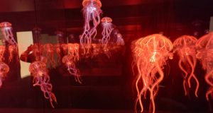 Technorama: İsviçre’nin Bilimle Dolu Dünyasına Yolculuk