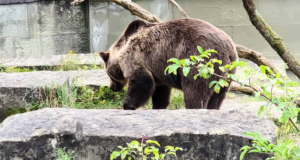 BearPark: İsviçre’nin Başkenti Bern’de Doğayla İç İçe Unutulmaz Bir Deneyim