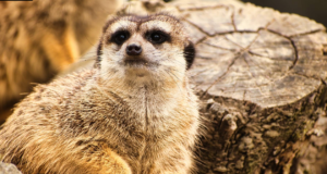 Erlebniswelt Seeteufel: İsviçre’de Ailecek Doğa, Eğlence ve Hayvanlarla Dolu Bir Gün