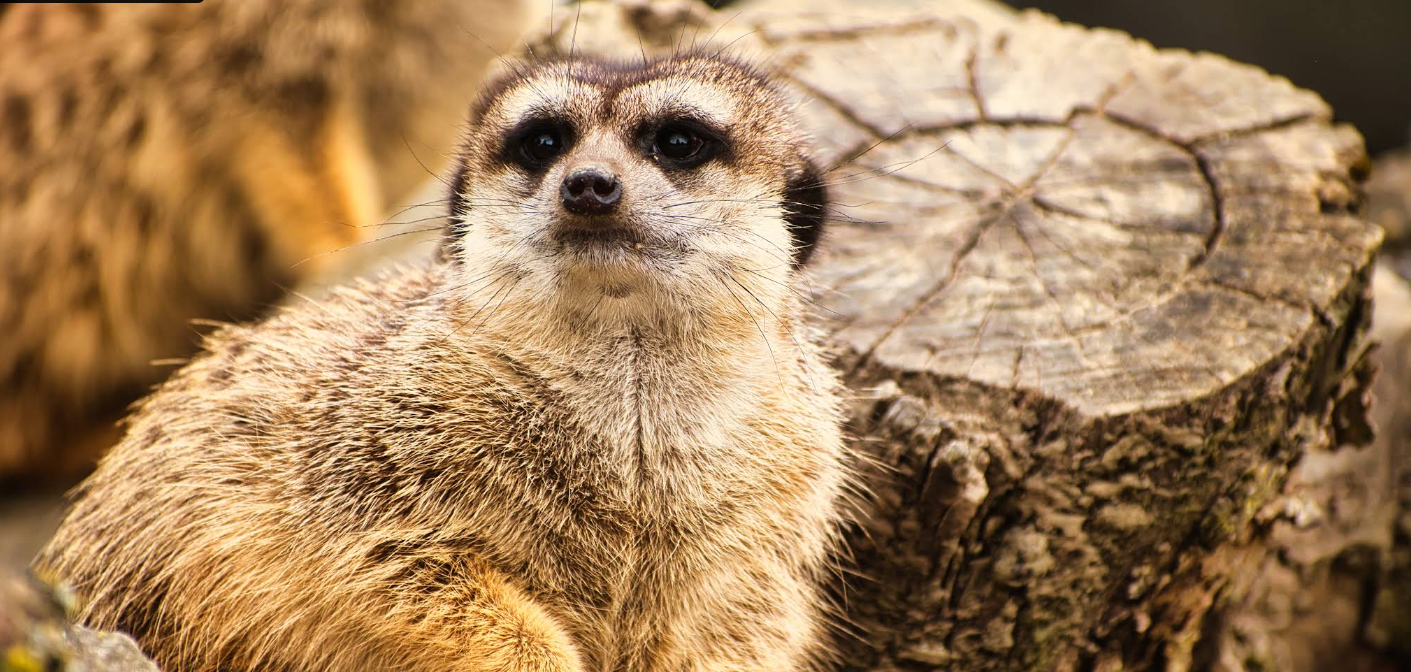 Erlebniswelt Seeteufel: İsviçre’de Ailecek Doğa, Eğlence ve Hayvanlarla Dolu Bir Gün