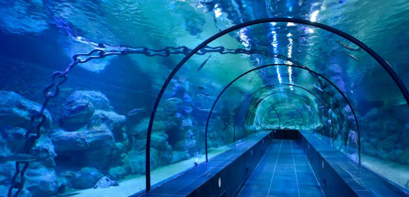 ViaSea Akvaryum: İstanbul’un Büyüleyici Deniz Dünyası